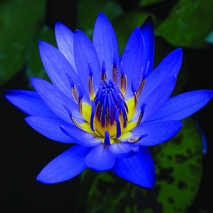 Blue Lotus Flower Effects